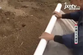 生菜秋冬茬栽培，大大提高了效益，栽培要选好田块并配制好育苗土视频封面