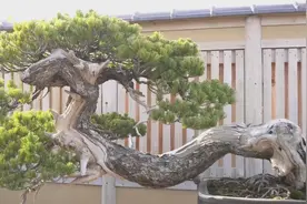 树桩盆景，难得的盆景造型，殿堂级盆景作品，“无价之宝”好喜欢视频封面