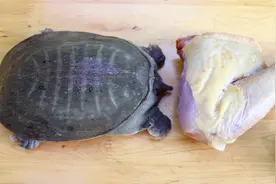川菜师傅教你甲鱼汤的做法，加点鸡肉一起炖，肉香汤鲜还营养美味视频封面