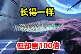 开箱1条眼镜蛇雷龙！长得和黑鱼一样，价格却是黑鱼的100倍！视频封面