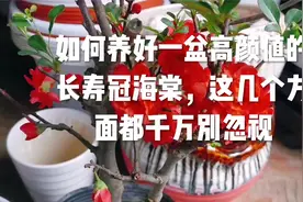 如何养好一盆高颜值的长寿冠海棠，这几个方面都千万别忽视视频封面