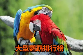 最受鸟友喜爱的10种，中大型鹦鹉，看看你认识几种？