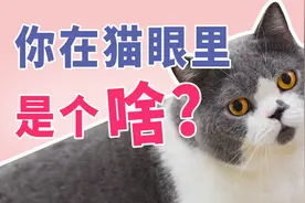 快看看猫跟你是啥关系？-新手养猫手册八