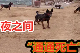 招谁惹谁了？国产顶级猛犬莱州红犬，一夜之间通通“死亡”视频封面