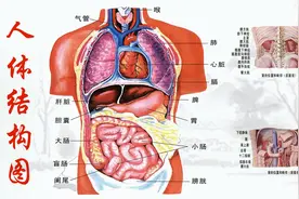 五脏六腑位置图