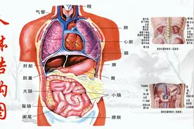 五脏六腑位置图视频封面