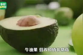 农业科普|牛油果这么挑就对了视频封面