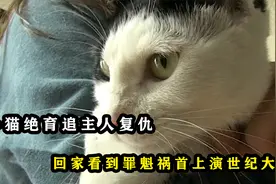 小猫绝育追主人复仇，回家看到罪魁祸首上演世纪大战，这坎过不去视频封面
