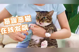 暴躁猫咪剪指甲，全程对主人破口大骂又踢又打，这猫还能要？视频封面