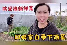 内蒙气温骤降十几度，回娘家吃饭自带下酒菜，小院摘新鲜菜吃着香视频封面
