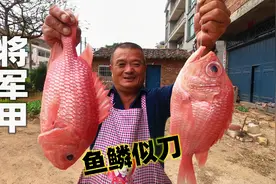 640买4条将军甲，鱼鳞似刀可切肉，鱼肉出奇的嫩，深海鱼就是好吃视频封面