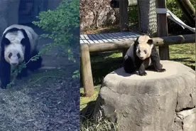 在美华人用四川话喊“丫丫”，看到它径直走出来相望时，瞬间破防视频封面