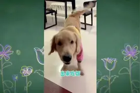 憨憨金毛叫主人吃饭，以为饺子是给自己的，结果吃半个红薯就睡了视频封面