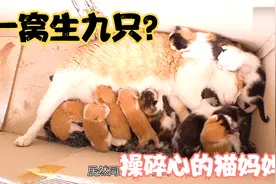 猫妈非常辛苦照顾9只小猫，里面一半的小猫，还是自己的女儿生的