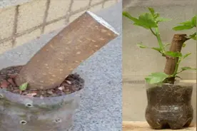 枯死木头变盆景，农人利用红薯扦插，不到一个月生根发芽，就服他视频封面