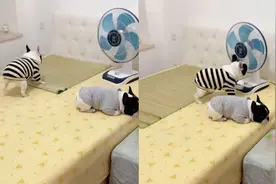 宠物成精！四川一斗牛犬自助铺凉席开风扇，网友：狗都比我聪明