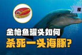 围捕金枪鱼，海豚的数量却下滑？为什么海豚常常被误捕？视频封面