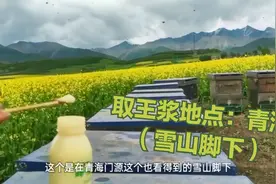 蜂王浆也分等级，“糖王”蜂王浆排名靠前，蜜源和新鲜与否说品质视频封面