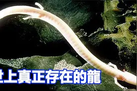 世上真正存在的龙，阳光下变成金色，进入假死状态来达到永生视频封面