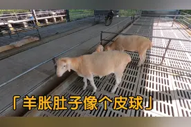 羊的肚子胀得像皮球一样，建龙用这个方法来解决，啤酒瓶都用上了视频封面