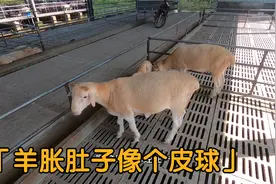 羊的肚子胀得像皮球一样，建龙用这个方法来解决，啤酒瓶都用上了视频封面