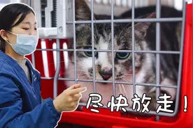 抓了只瘸腿流浪猫去医院治疗，医生却说：这只猫必须马上放归