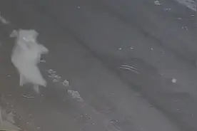 狗狗一晚上来回奔波3趟，偷回家3只大鹅，网友：这真是“旺财”啊视频封面