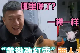 孙红雷和狗撞脸被黄渤吐槽，渤哥：简直一模一样，黄渤遇上孙红雷视频封面