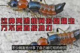 遇这种黄黑相间的隐翅虫千万不要直接拍打，已有不少人中招