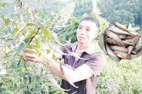 可以捕鱼的醉鱼草你认识吗？开的花很香很漂亮，您知道它的用途吗视频封面