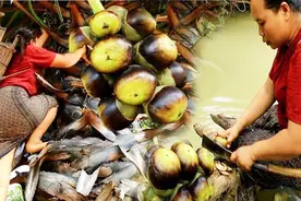 荒野生存：大妈走娘家迷了路，肚子饿了只好爬树摘点山竹吃视频封面