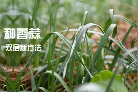 种好香蒜新技巧，两层种植不同菜，出苗粗壮还双收真是太妙了视频封面