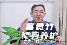 园艺师教你，富贵竹买回家如何修剪，以及后期养护技巧视频封面