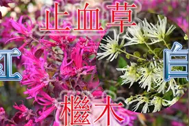 檵木号称天然的创可贴，采药人又叫“止血草”，农民却砍来当柴火视频封面
