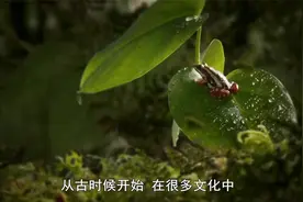 自然世界：青蛙皮肤竟可入药，内含成分比吗啡强几百倍，太厉害了视频封面