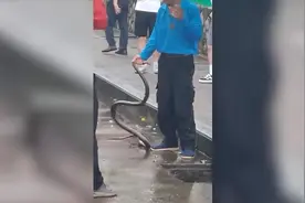 高校下水道内惊现大蛇 被大叔徒手捞出“制服”视频封面