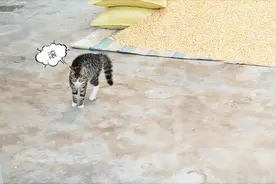 农村小家庭又添了两名新成员，家里猫咪却炸毛了，看看怎么回事视频封面