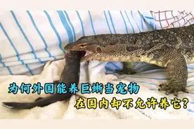 养一只巨蜥当宠物是什么体验，为何在国外能养，在国内却不行？