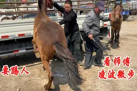 修蹄师傅每次干活都会遇到不同的马，练就一身技艺看他怎么施展！