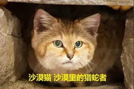 沙漠猫 沙漠中的“猎蛇者”  角蝰毒蛇和猫的争斗，两败俱伤！视频封面