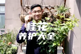 园艺师教你养桂花，这可能是关于桂花，最全面的教程了视频封面