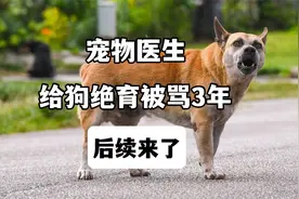 宠物医生给狗绝育，被骂3年，后续来了视频封面