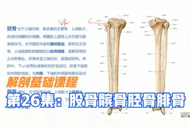 解剖基础课程，谈大腿小腿4条重要骨头：股骨，髌骨，胫骨和腓骨视频封面