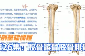 解剖基础课程，谈大腿小腿4条重要骨头：股骨，髌骨，胫骨和腓骨