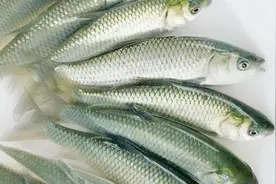 老钓友常用的方法，钓鱼新手必须掌握的技能，学好了不求人！