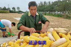 实拍河南周口沈丘玉米大丰收，多少钱一亩？听听这样的价钱便宜吗