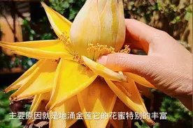 花盆里有蚂蚁怎么办？只用这一招，让它“全家”搬走