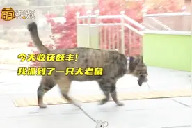 “甜蜜负担”！流浪猫被小姐姐收养后为感恩 每天抓老鼠蛇送主人视频封面