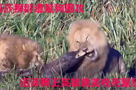 诺迟外遇母狮塔姆，遭遇玛莎狮群追击，玛莎被鬣狗围攻（二）视频封面