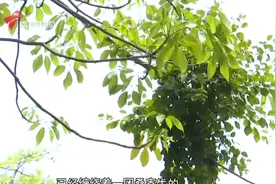 寄生植物入侵，广州多处木棉树遭殃，部分为百年古树|今日最新闻视频封面